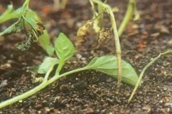 辣椒猝倒病的原因,土壤湿度大所致