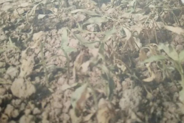 辣椒猝倒病的原因,土壤湿度大所致
