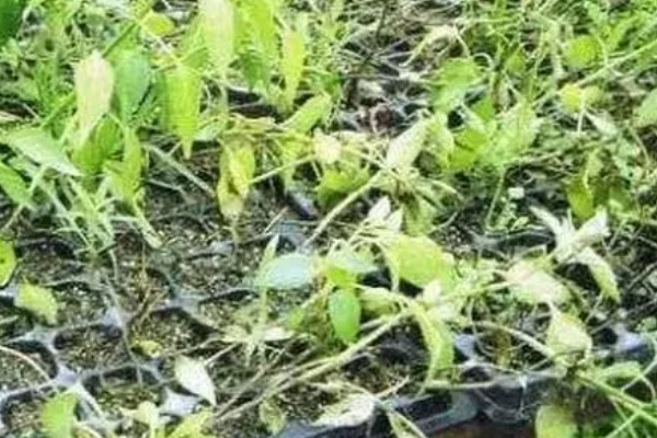 辣椒猝倒病的原因,土壤湿度大所致