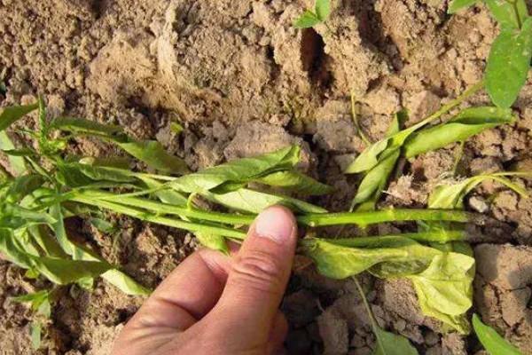 辣椒猝倒病的原因,土壤湿度大所致