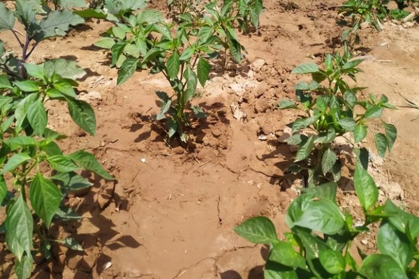 辣椒猝倒病的原因,土壤湿度大所致