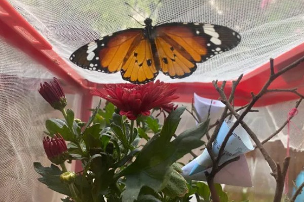 蝴蝶怎么养不会死，选择通风良好的位置养