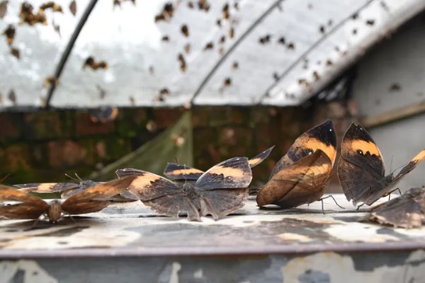 蝴蝶怎么养不会死，选择通风良好的位置养