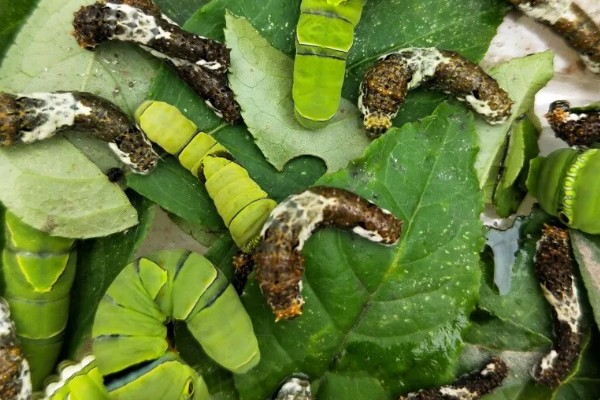 蝴蝶怎么养不会死，选择通风良好的位置养