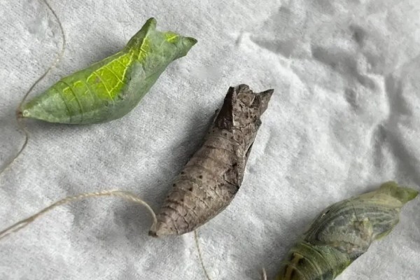 蝴蝶怎么养不会死，选择通风良好的位置养