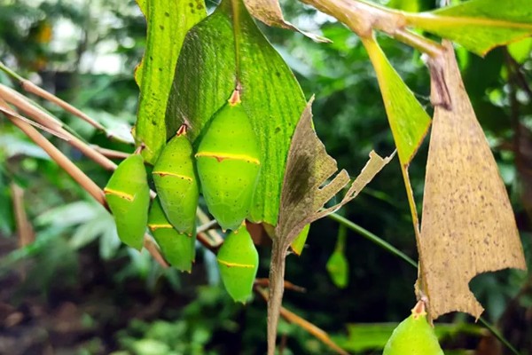 蝴蝶怎么养不会死，选择通风良好的位置养