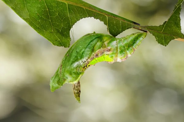 蝴蝶怎么养不会死，选择通风良好的位置养