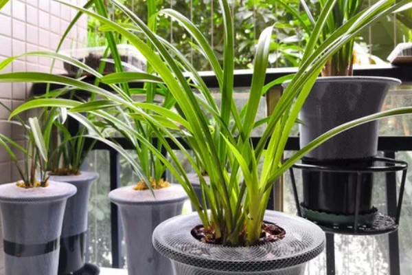 兰花新芽腐烂如何处理，需加强通风并合理施肥