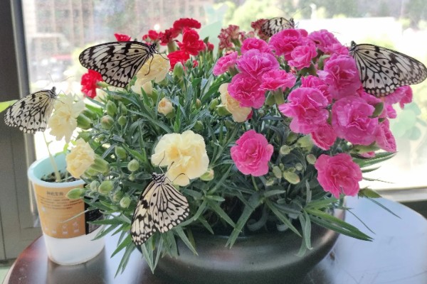 蝴蝶怎么养不会死，选择通风良好的位置养