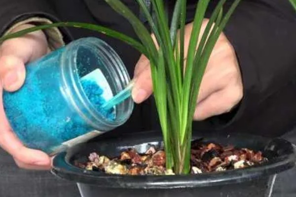 兰花新芽腐烂如何处理，需加强通风并合理施肥