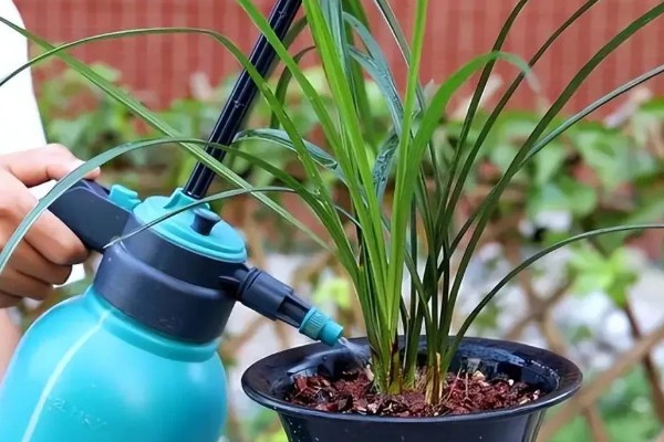 兰花新芽腐烂如何处理，需加强通风并合理施肥