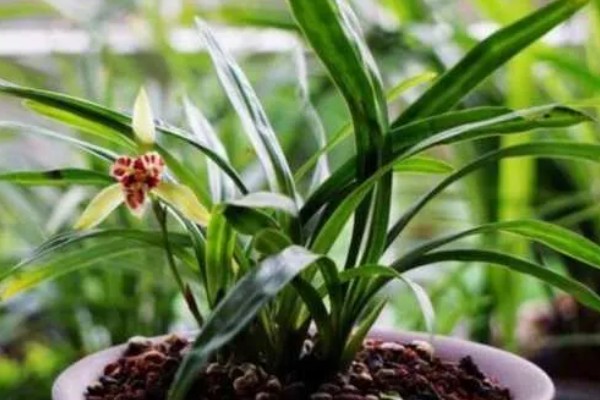 兰花新芽腐烂如何处理，需加强通风并合理施肥