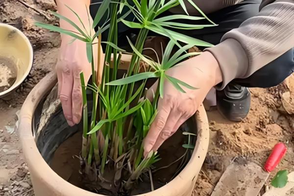 水竹怎么养殖,春秋季节每隔3-4天浇一次水