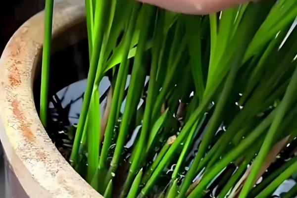 水竹怎么养殖,春秋季节每隔3-4天浇一次水