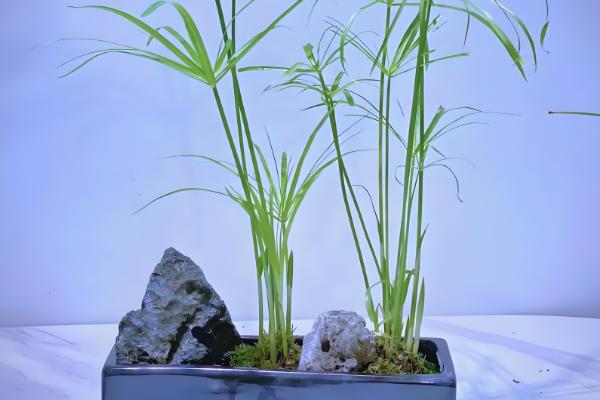 水竹怎么养殖,春秋季节每隔3-4天浇一次水