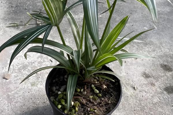 水竹怎么养殖,春秋季节每隔3-4天浇一次水