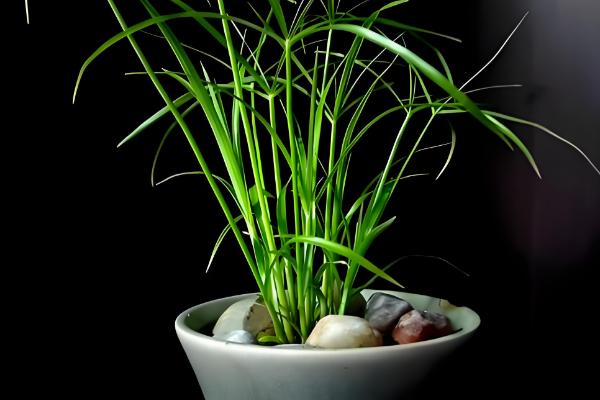 水竹怎么养殖,春秋季节每隔3-4天浇一次水