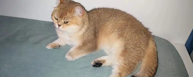 蚊香对猫是否有害,会危害肝脏和神经系统