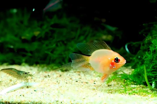 金波子配对后会怎样,配对成功后就会进行繁殖