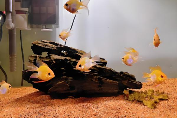 金波子配对后会怎样,配对成功后就会进行繁殖