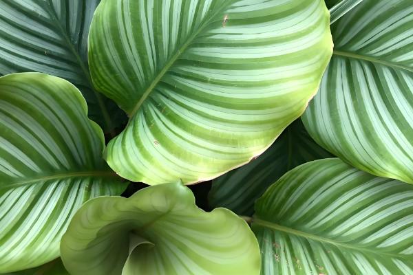 白竹芋的养殖方法，把温度保持在20℃左右