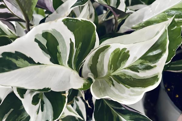 白竹芋的养殖方法，把温度保持在20℃左右