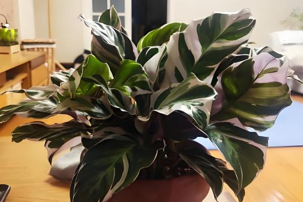 白竹芋的养殖方法，把温度保持在20℃左右