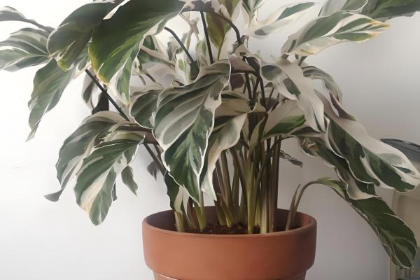 白竹芋的养殖方法，把温度保持在20℃左右