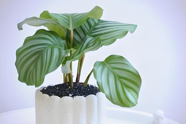 白竹芋的养殖方法，把温度保持在20℃左右