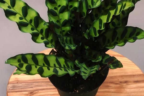 白竹芋的养殖方法，把温度保持在20℃左右