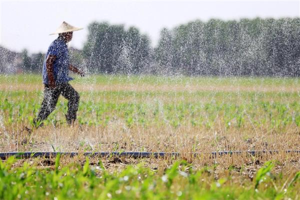 玉米种上后几天可以浇水,播种当天即可浇水