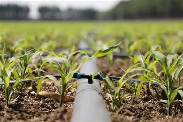 玉米种上后几天可以浇水,播种当天即可浇水