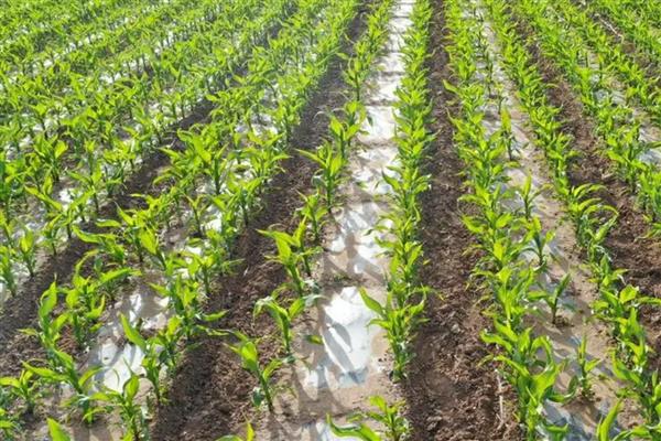 玉米种上后几天可以浇水,播种当天即可浇水