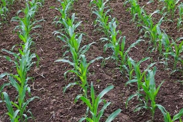 玉米种上后几天可以浇水,播种当天即可浇水
