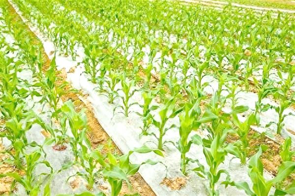 玉米种上后几天可以浇水,播种当天即可浇水