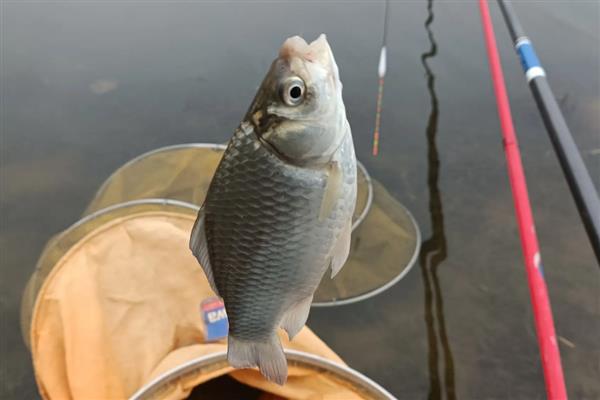 海夕鱼钩钓鲤鱼怎样，强度偏低