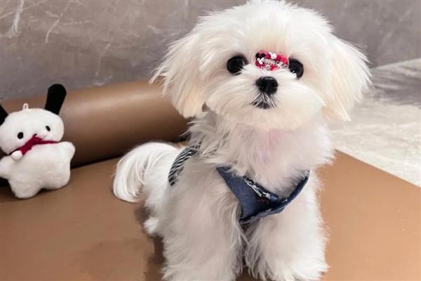 饲养马尔济斯犬需注意什么，平时要经常护理毛发