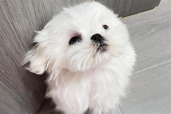 饲养马尔济斯犬需注意什么，平时要经常护理毛发