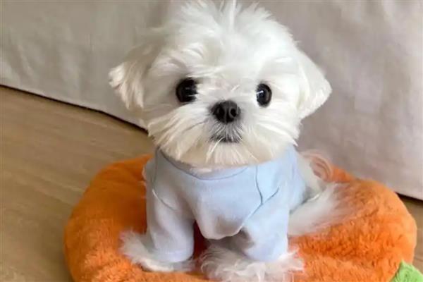 饲养马尔济斯犬需注意什么，平时要经常护理毛发