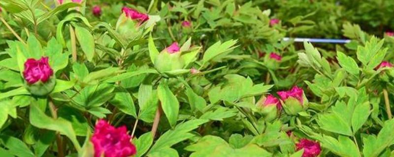 花期的调控方法，开花期间每隔10-15天浇一次水