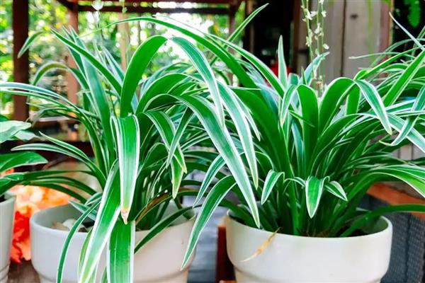 吊兰能不能在卧室内养殖，可以摆放1-2盆小型植株