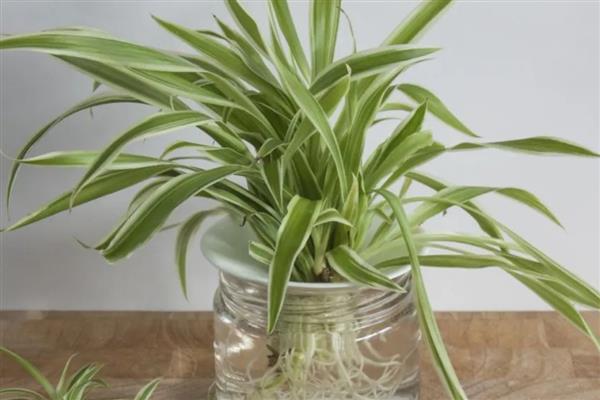 吊兰能不能在卧室内养殖，可以摆放1-2盆小型植株