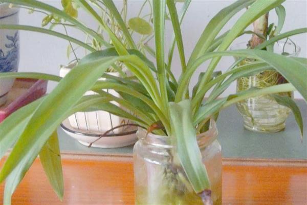 吊兰能不能在卧室内养殖，可以摆放1-2盆小型植株