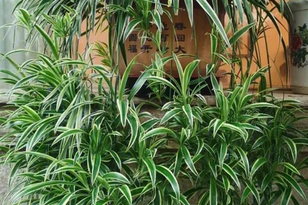 吊兰能不能在卧室内养殖，可以摆放1-2盆小型植株