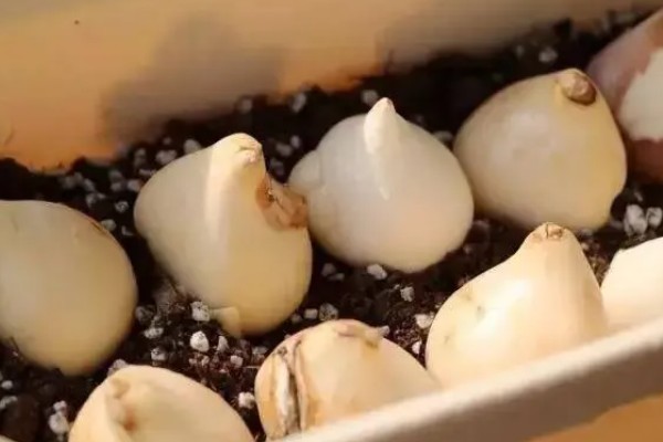 郁金香种球如何催芽，要对它的种球进行低温处理