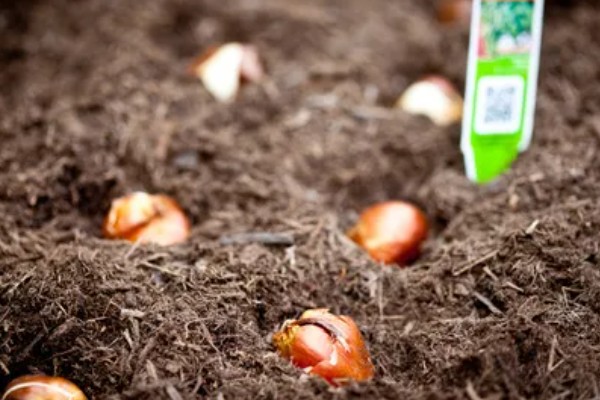 郁金香种球如何催芽，要对它的种球进行低温处理