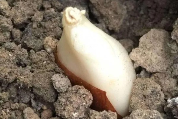 郁金香种球如何催芽，要对它的种球进行低温处理