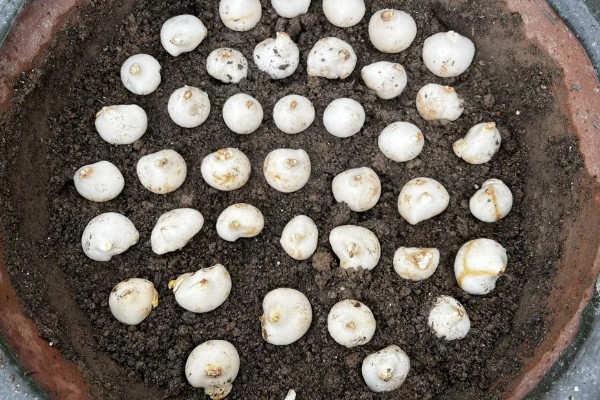 郁金香种球如何催芽，要对它的种球进行低温处理