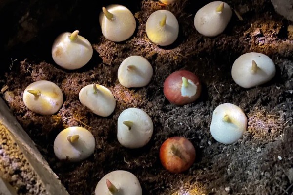 郁金香种球如何催芽，要对它的种球进行低温处理