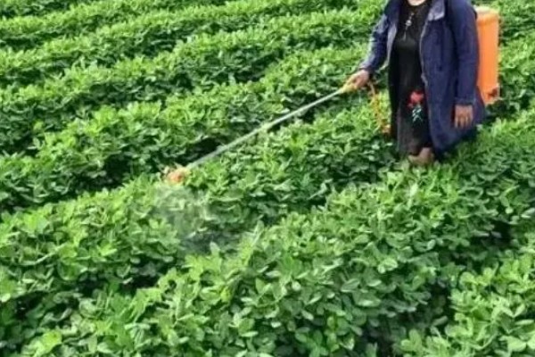 花生长出几片叶打除草剂,长出3片真叶、杂草处于2-4叶期适合打药